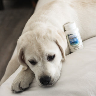 nanosnooze: capsules biopharmasci