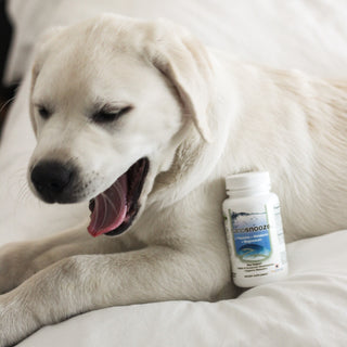 nanosnooze: capsules biopharmasci